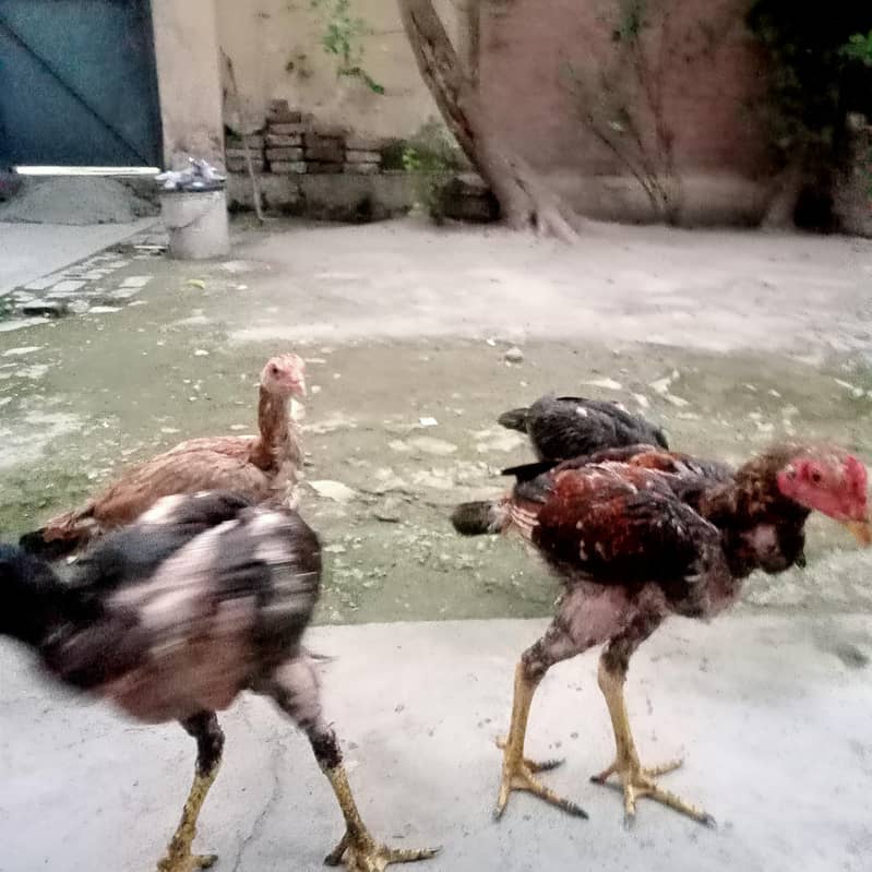 aseel chozai 2