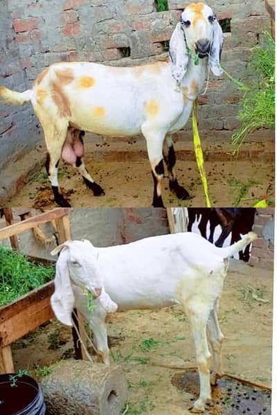 Rajan puri gulabi path or beetal bakri dhoood wali
