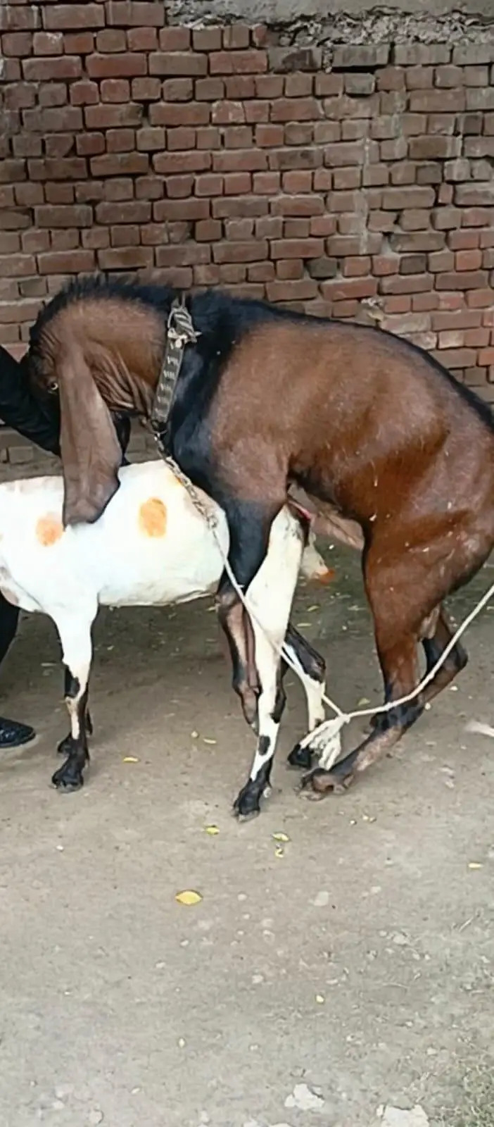 Rajan puri gulabi path or beetal bakri dhoood wali — photo 2