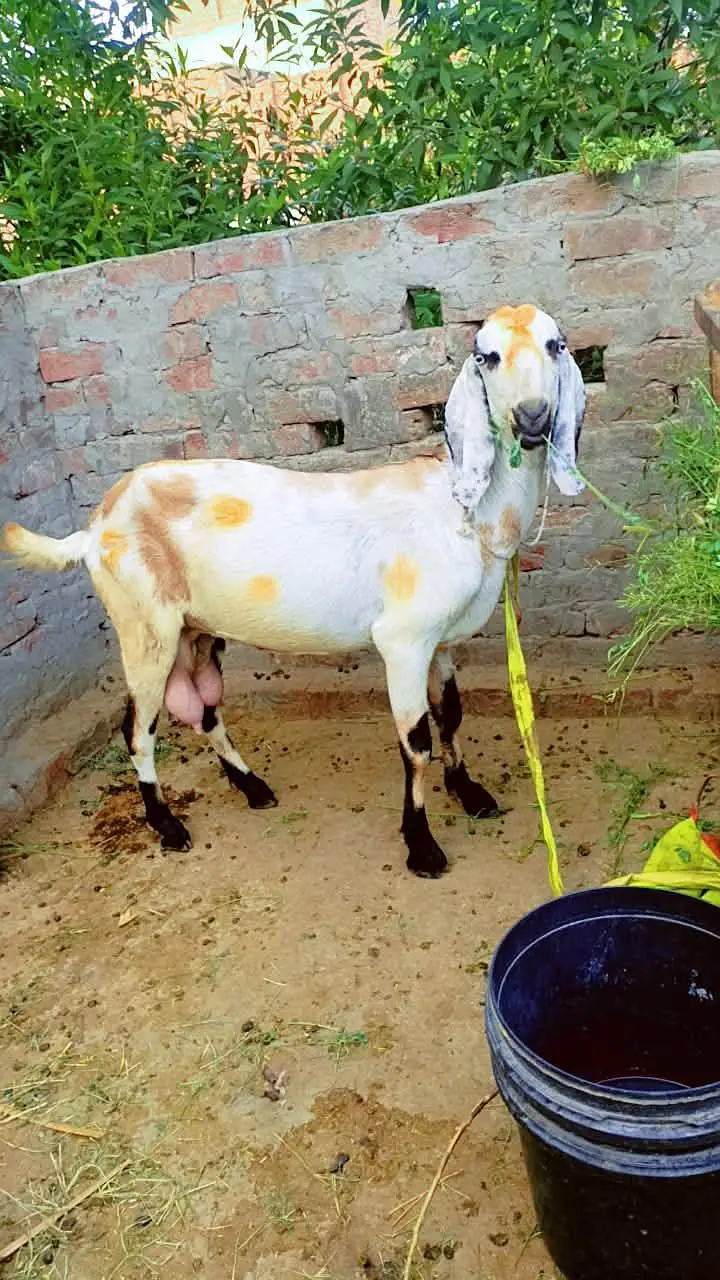 Rajan puri gulabi path or beetal bakri dhoood wali — photo 3
