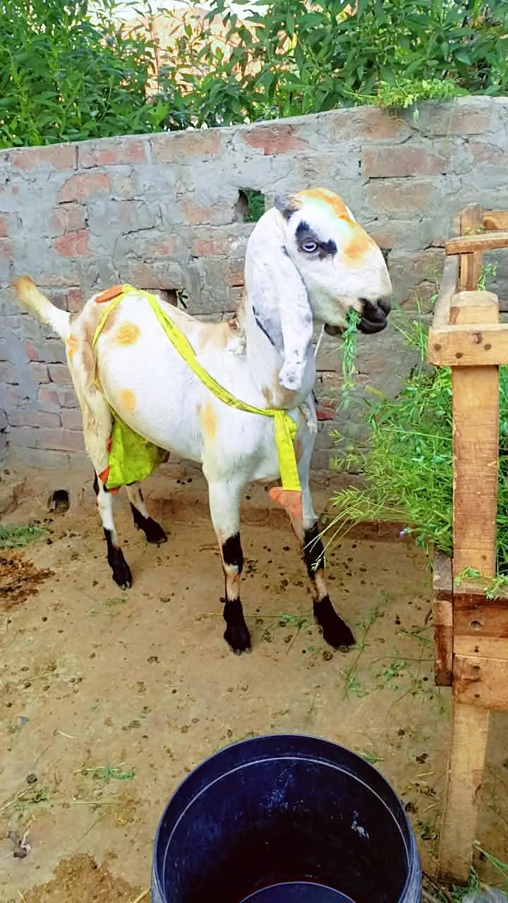 Rajan puri gulabi path or beetal bakri dhoood wali — photo 4