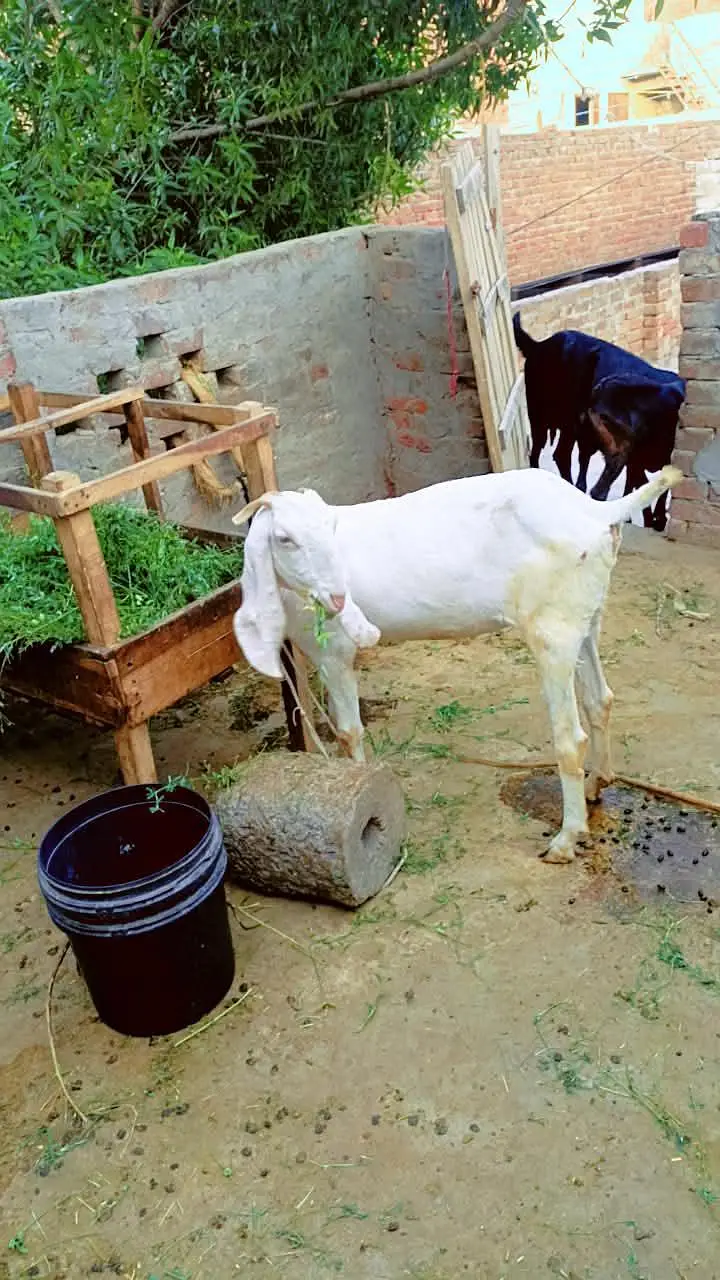 Rajan puri gulabi path or beetal bakri dhoood wali — photo 6