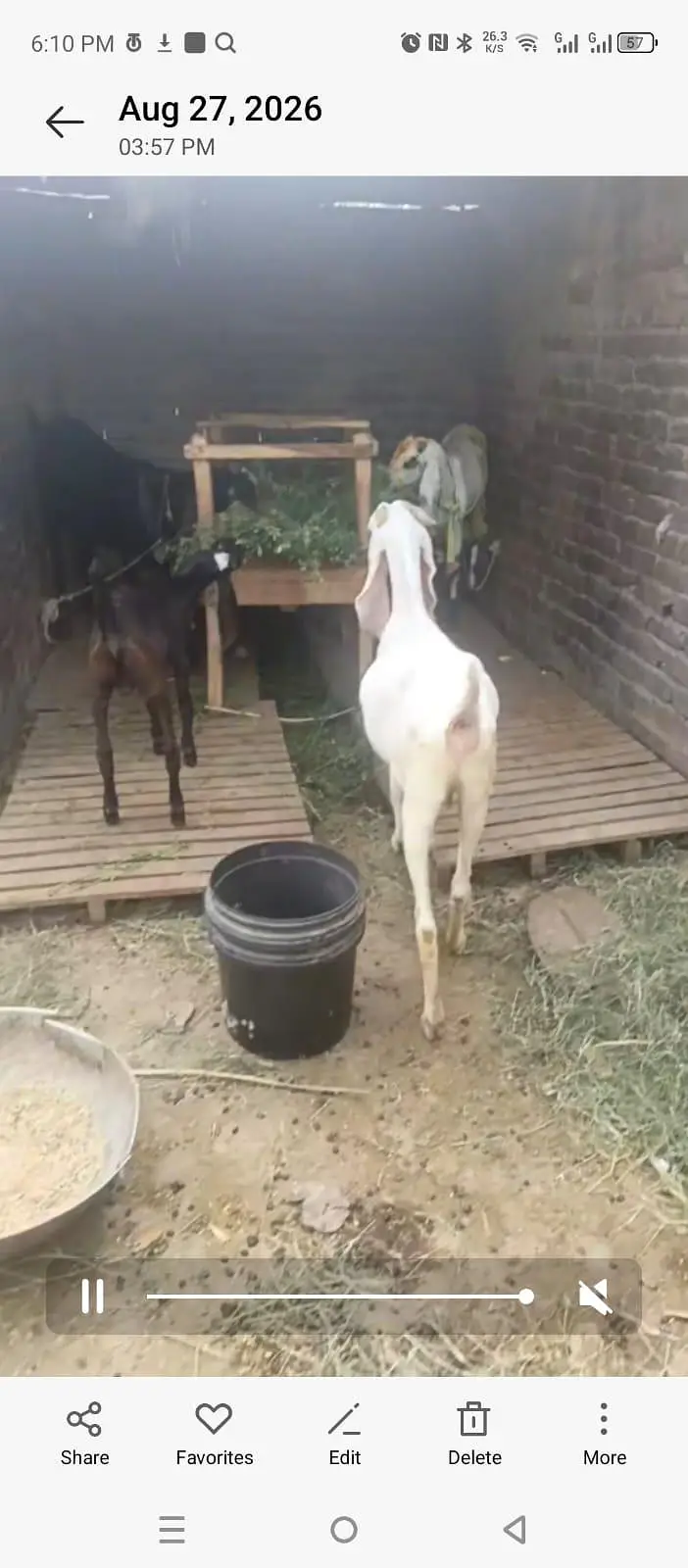 Rajan puri gulabi path or beetal bakri dhoood wali — photo 7
