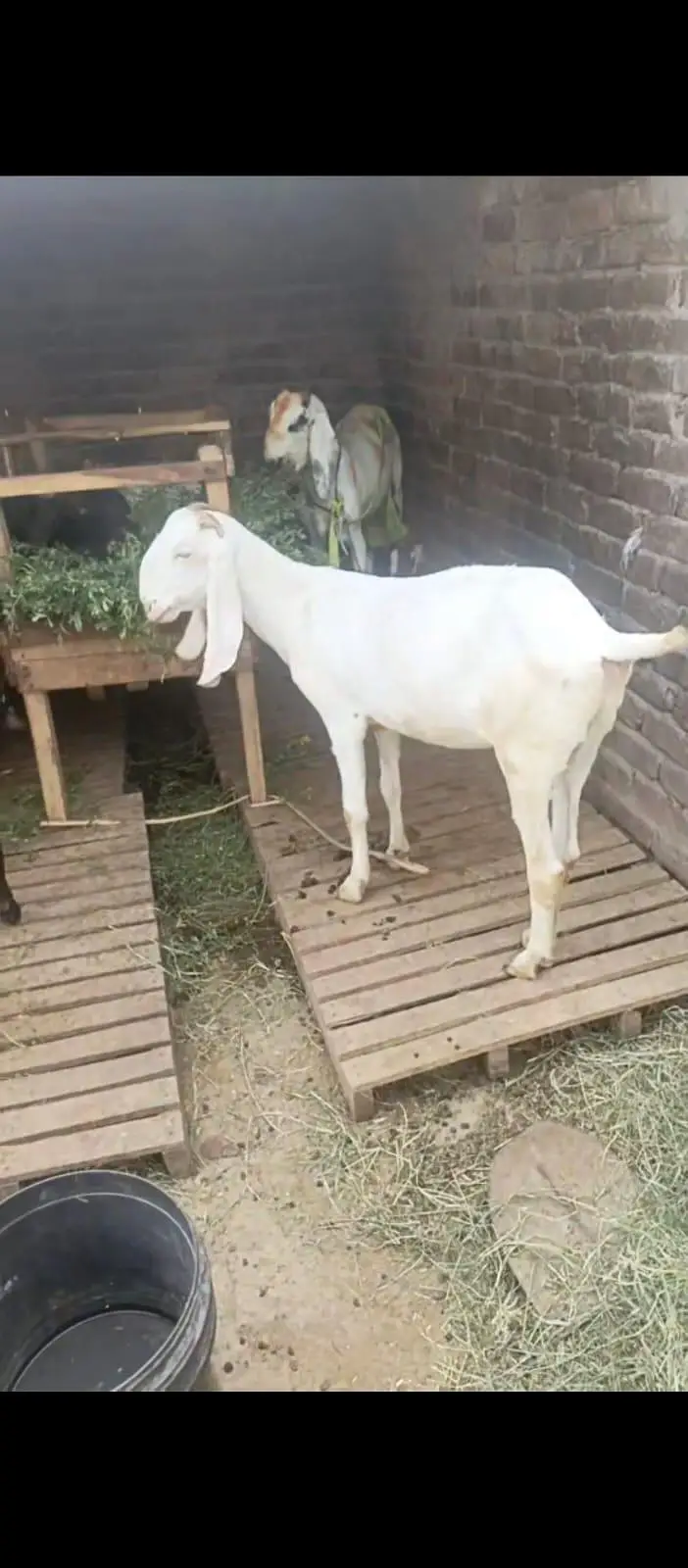 Rajan puri gulabi path or beetal bakri dhoood wali — photo 8