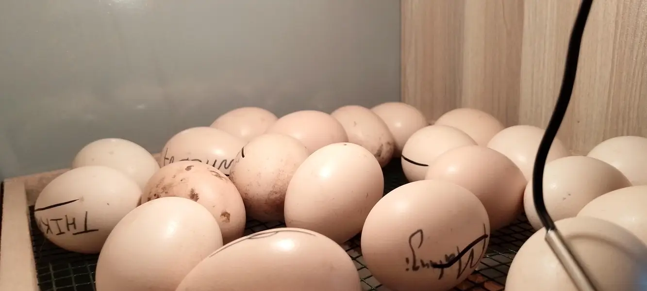incubator 100% results — photo 4