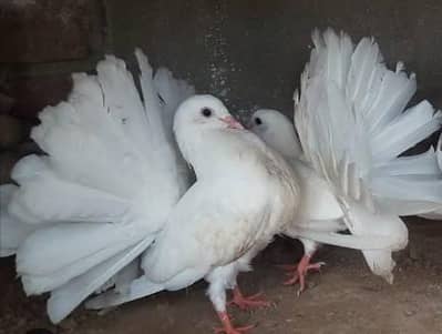lakky kabooter for sale 5000rs