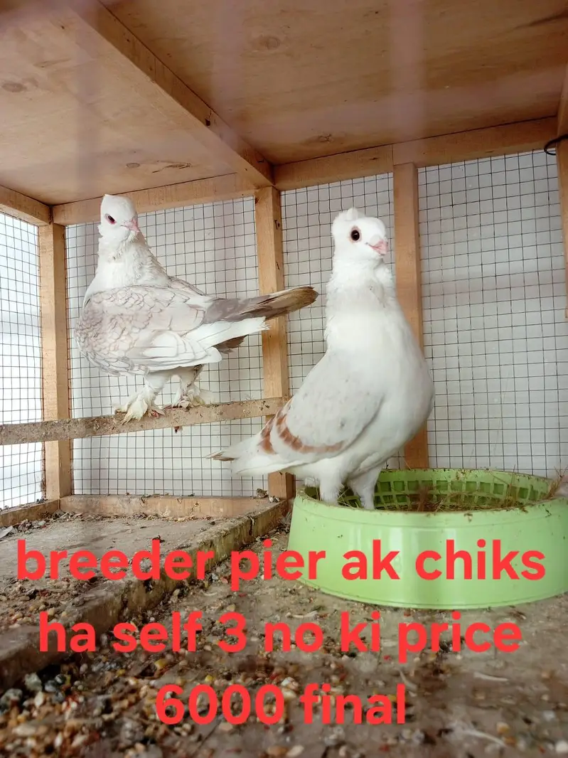 sab ki price mention ha akutha sale kurna han — photo 2