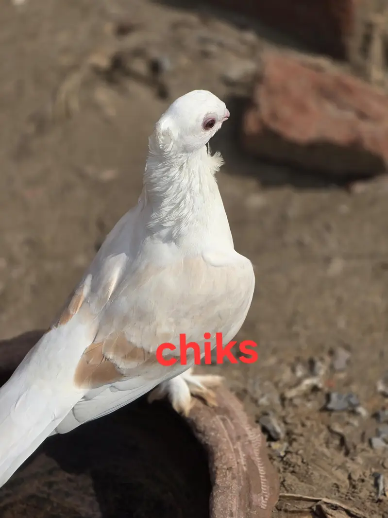 sab ki price mention ha akutha sale kurna han — photo 4