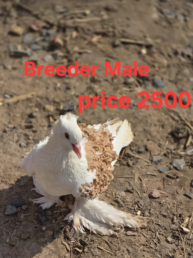 sab ki price mention ha akutha sale kurna han — photo 5