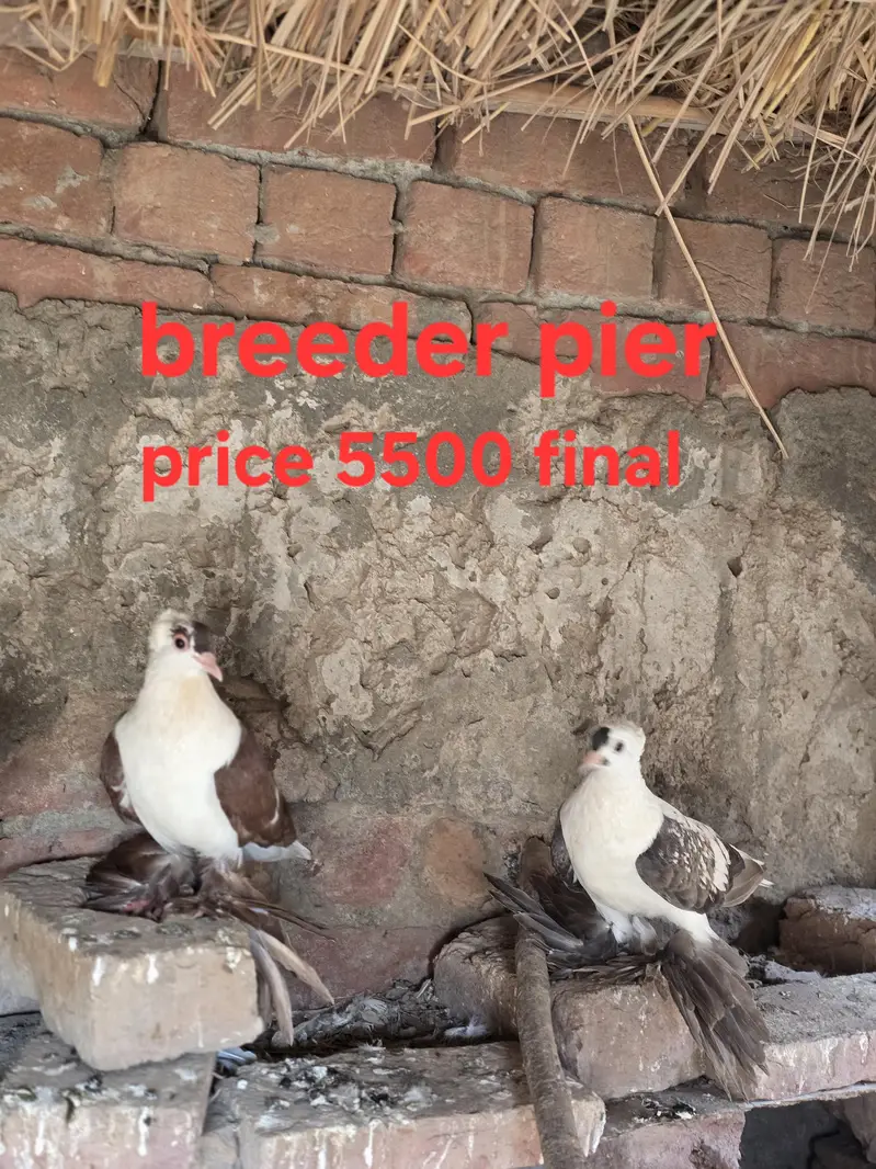 sab ki price mention ha akutha sale kurna han — photo 7