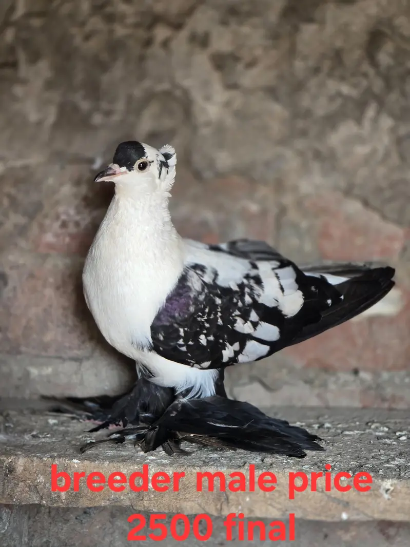sab ki price mention ha akutha sale kurna han — photo 8