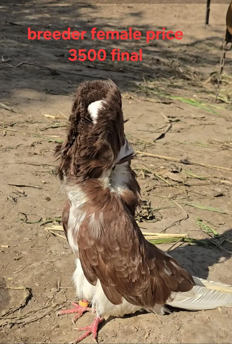 sab ki price mention ha akutha sale kurna han — photo 9