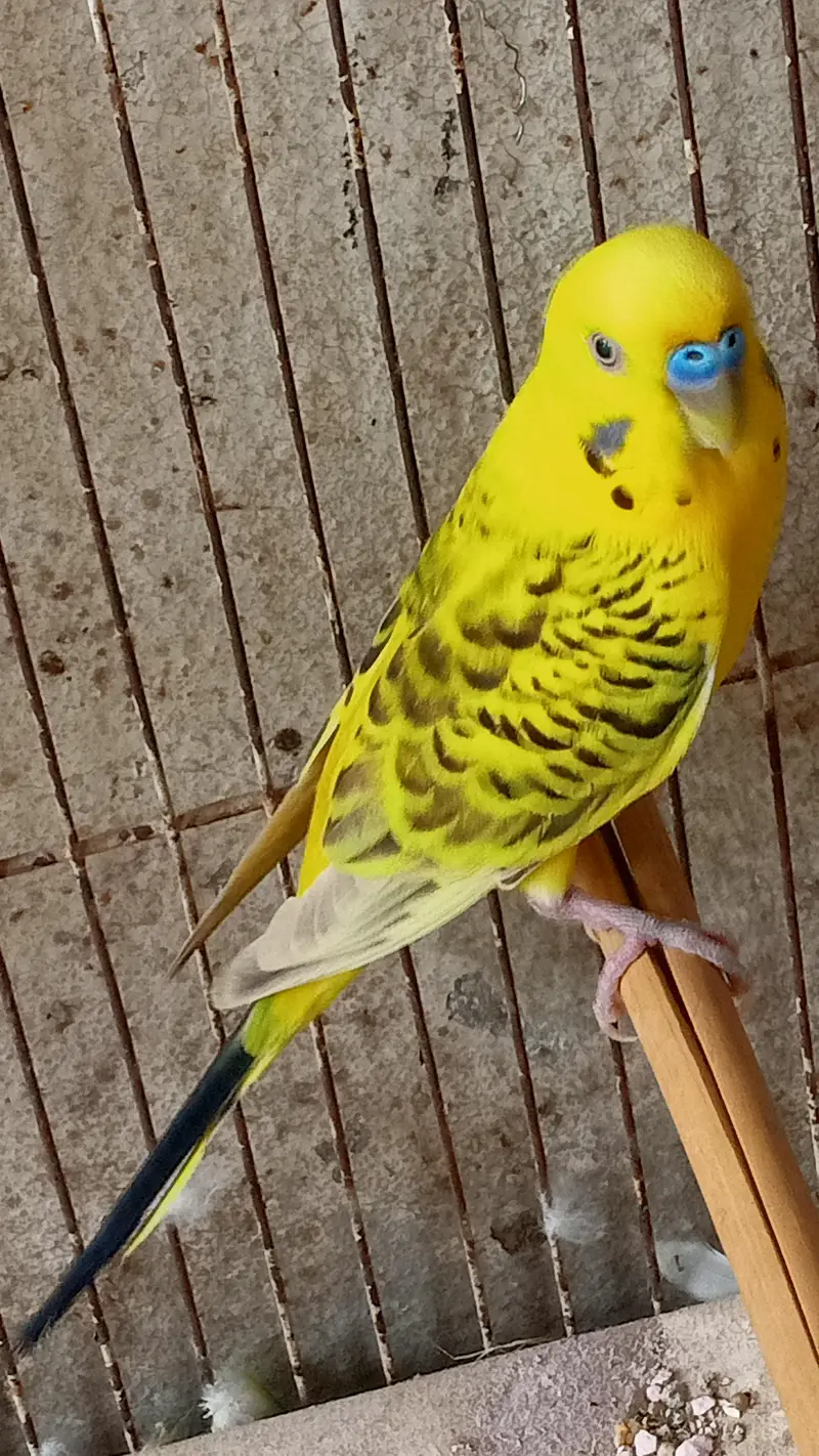 Hogoromo Double Flowers Budgie Pair & Hogo Double Flowers Female Chick — photo 3