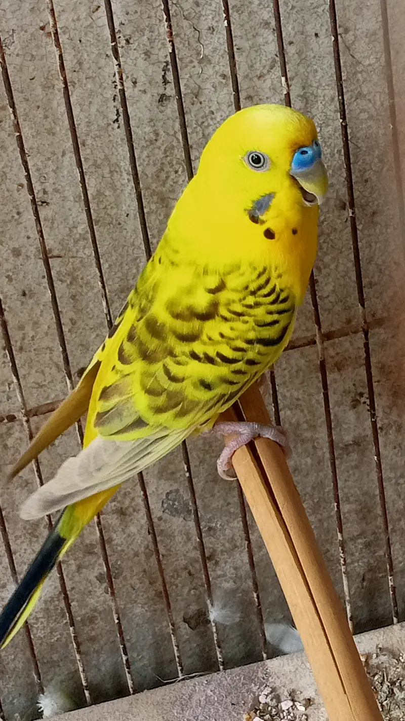 Hogoromo Double Flowers Budgie Pair & Hogo Double Flowers Female Chick — photo 12