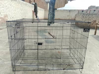 cage birds