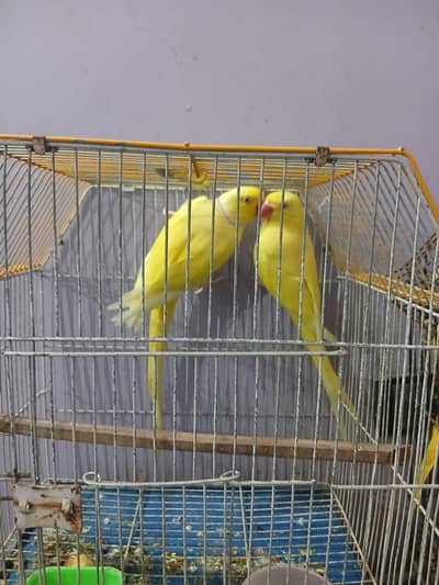 yellow ringneck pair