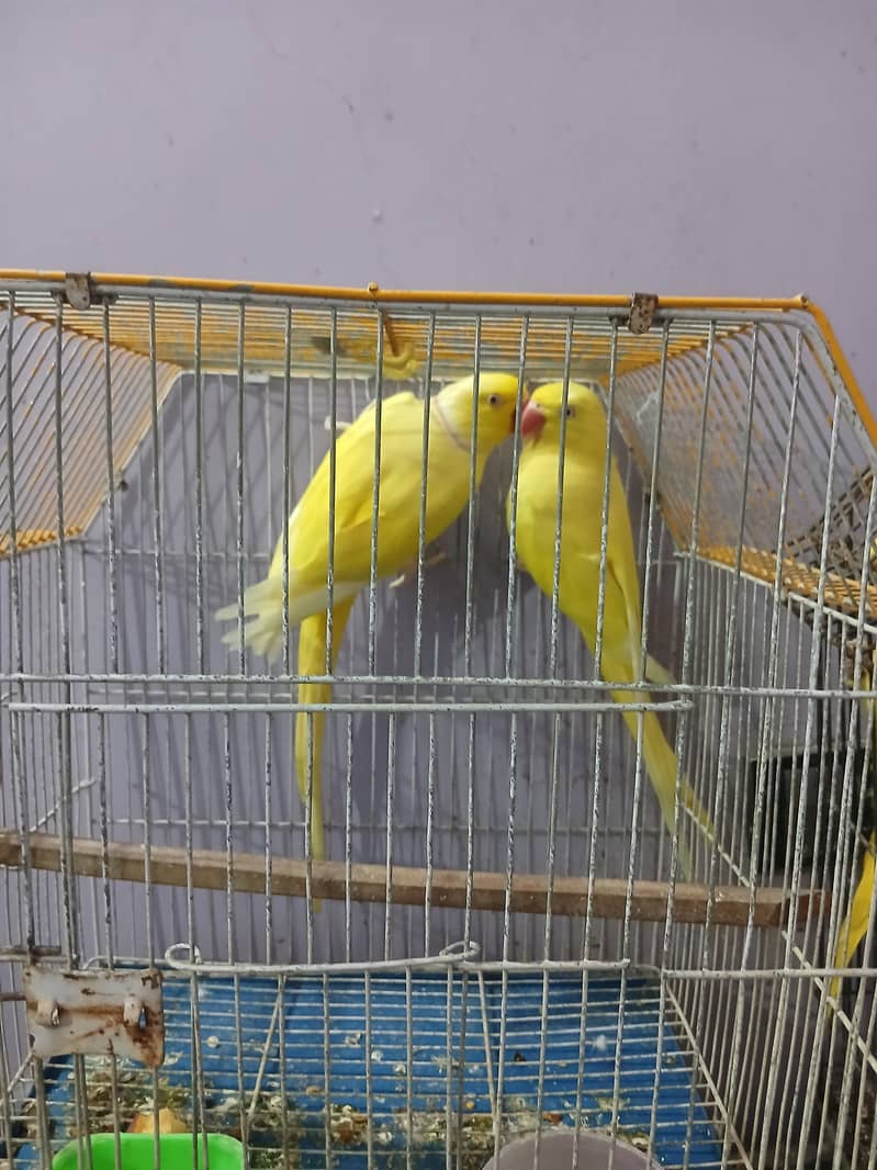 yellow ringneck pair 0