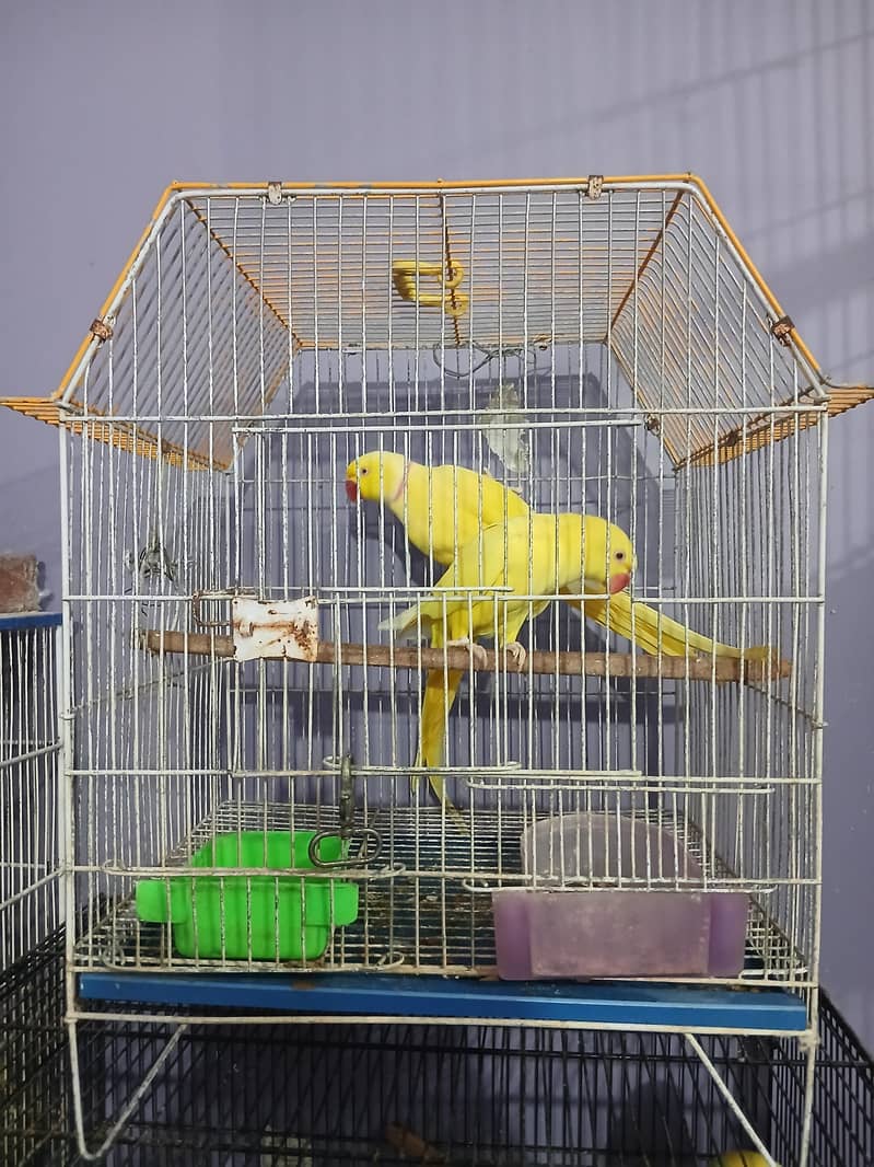 yellow ringneck pair 1