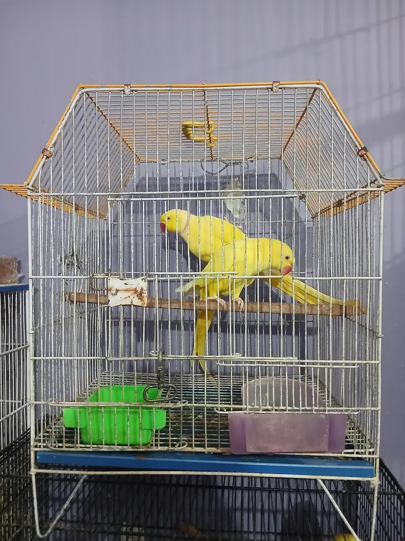 yellow ringneck pair — photo 2
