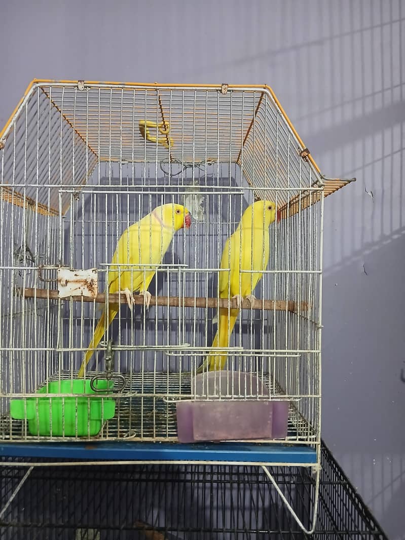 yellow ringneck pair 2