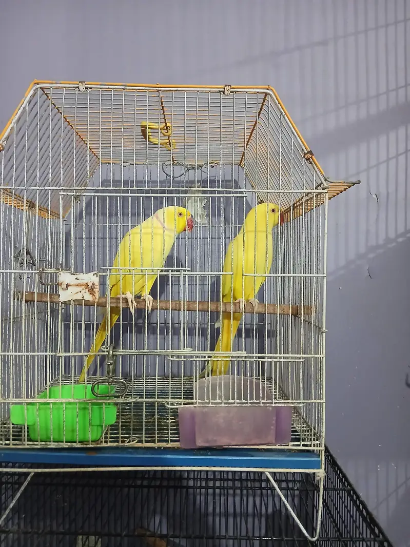 yellow ringneck pair — photo 3