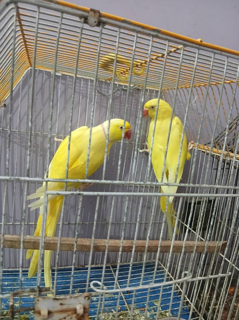 yellow ringneck pair 3
