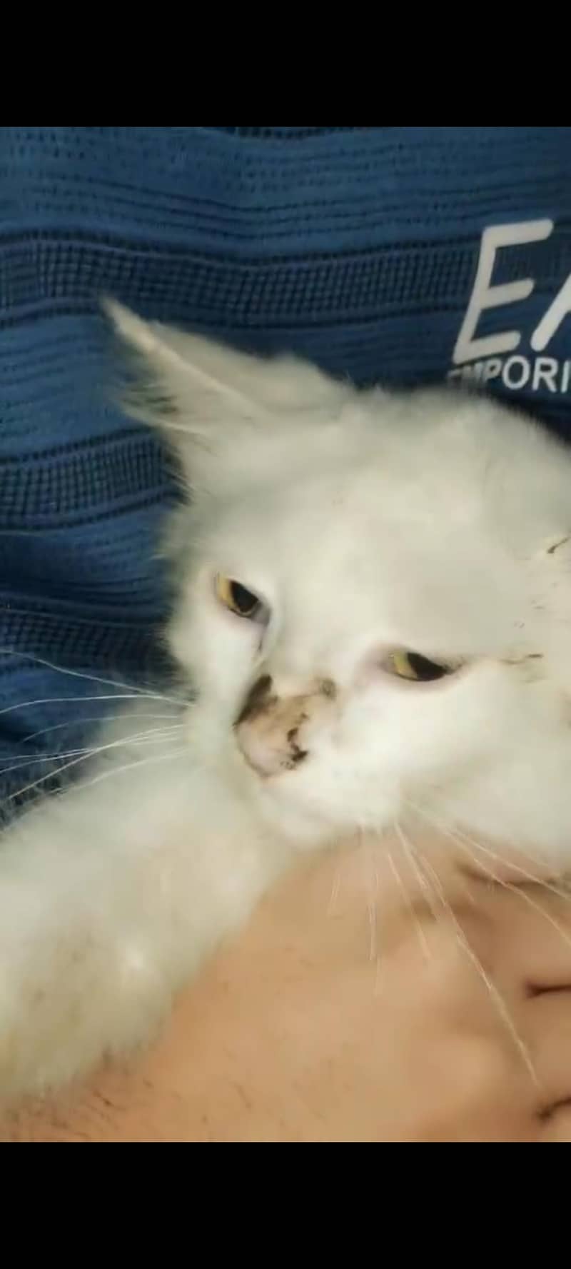 Persian cat 0