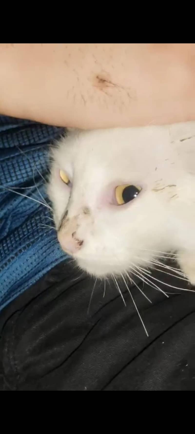 Persian cat 1