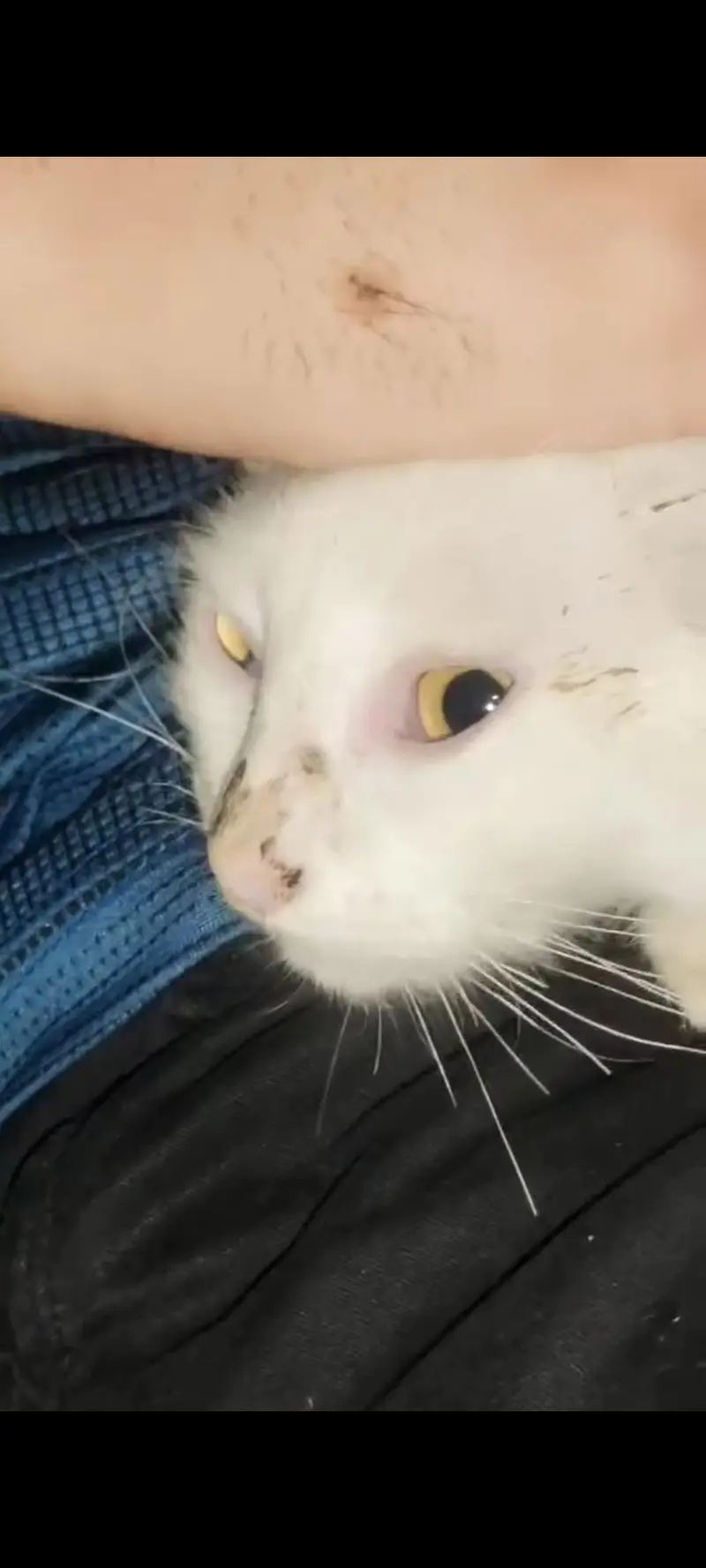 Persian cat — photo 2
