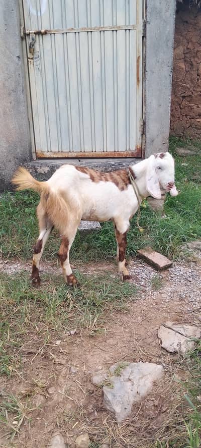 BakRAfor sale 0332,8500??739