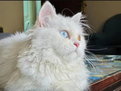 Odd Eyes Double Coated Persian Male Cat | White One month Kittens