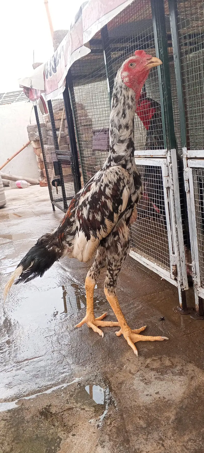 Kamaliya x Japanese Shamo Aseel Patha Murga Available 03098573144 — photo 4