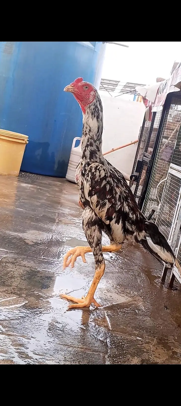 Kamaliya x Japanese Shamo Aseel Patha Murga Available 03098573144 — photo 7