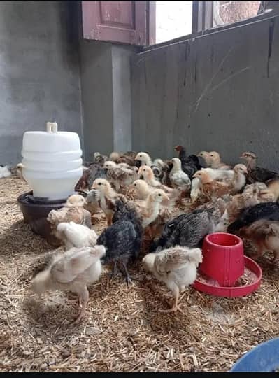 Golden Misri Chicks 3 Weeks Active & Fully Vaccinated (200 available)