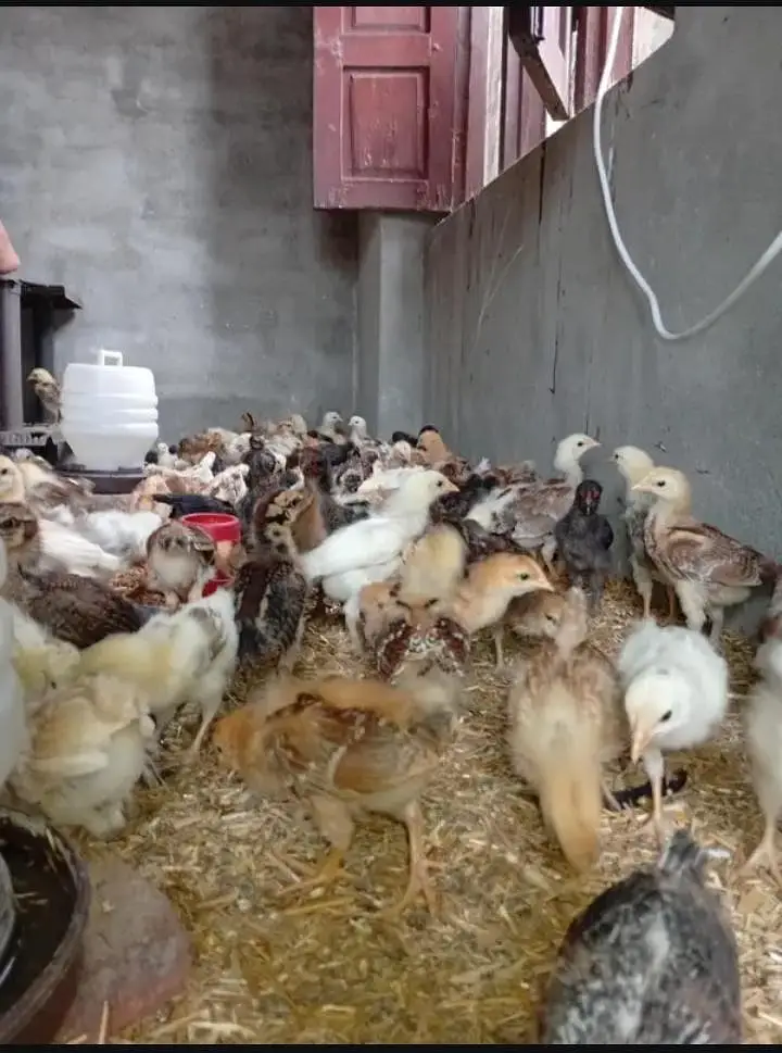 Golden Misri Chicks 3 Weeks Active & Fully Vaccinated (200 available) — photo 2