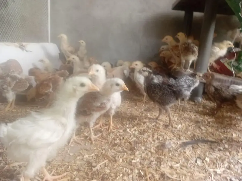 Golden Misri Chicks 3 Weeks Active & Fully Vaccinated (200 available) — photo 4