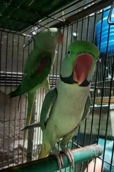Kashmir Raw Parrot  handtam