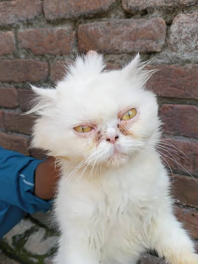 Persian Paunch Face Cat