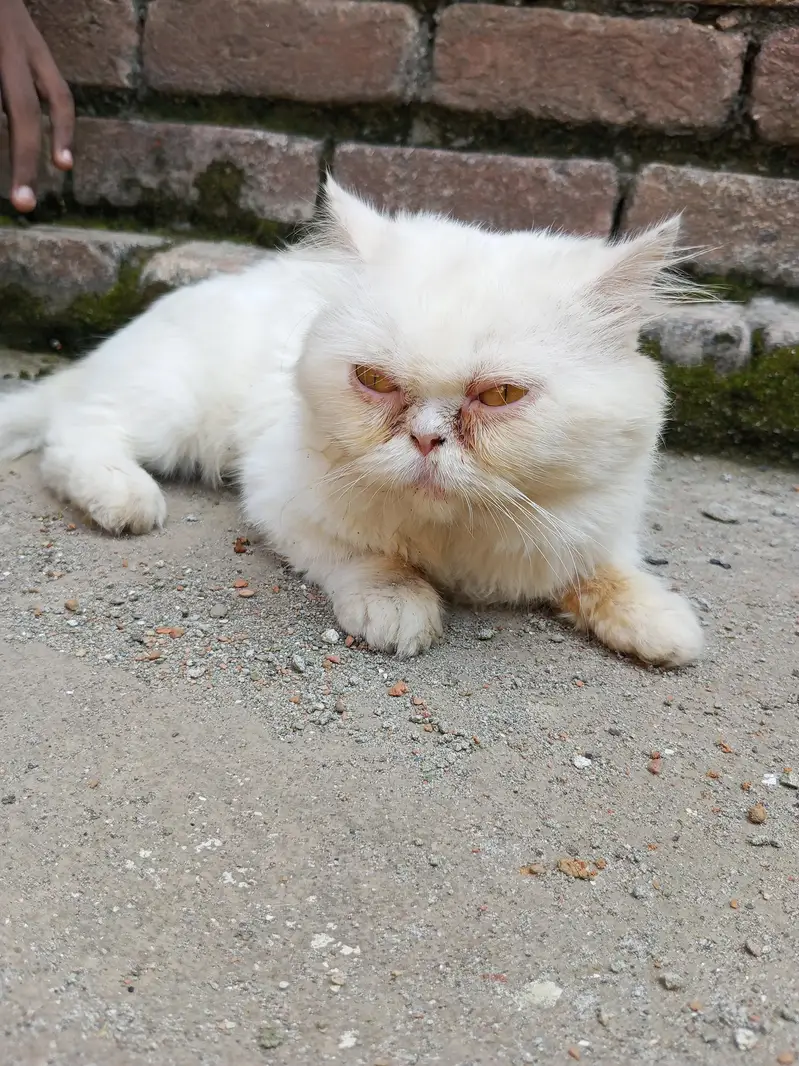 Persian Paunch Face Cat — photo 2