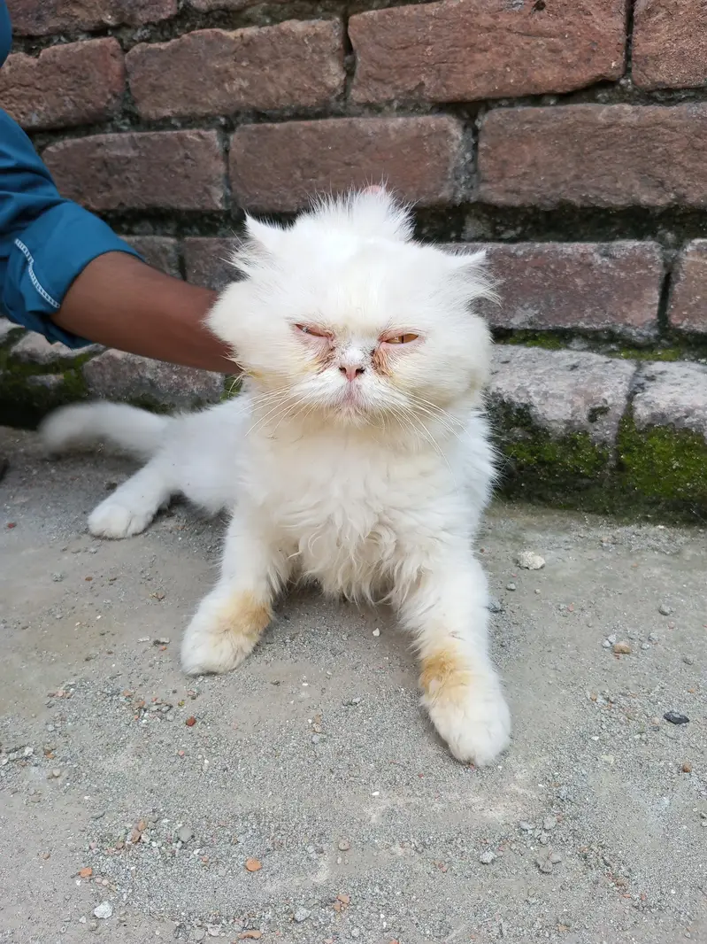 Persian Paunch Face Cat — photo 3