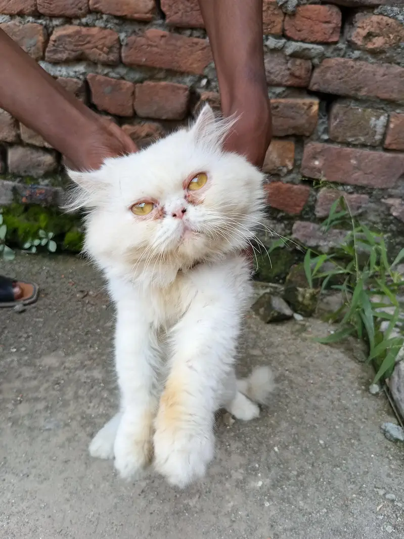 Persian Paunch Face Cat — photo 4