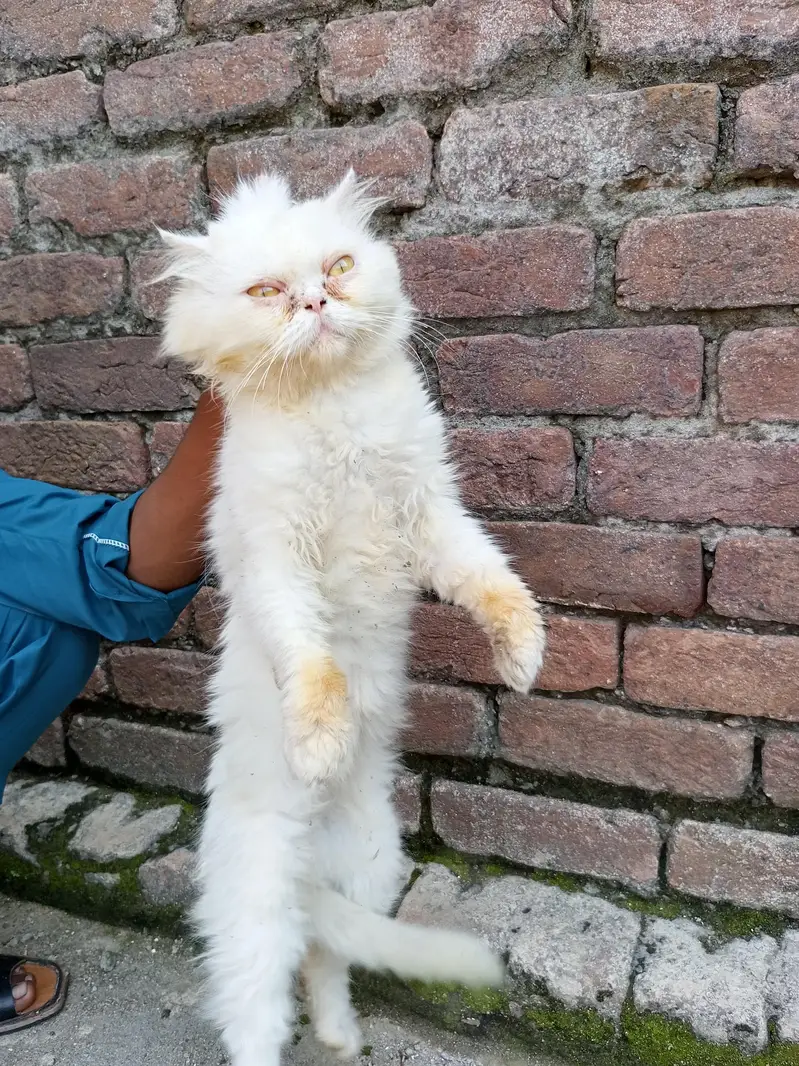 Persian Paunch Face Cat — photo 5