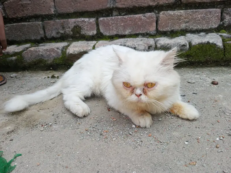 Persian Paunch Face Cat — photo 6