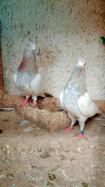 teddy beader repair  7000 lakha pair 5000
