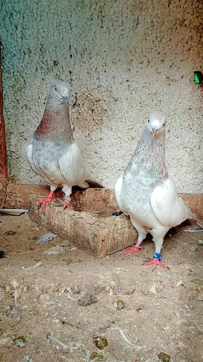 teddy beader repair  7000 lakha pair 5000