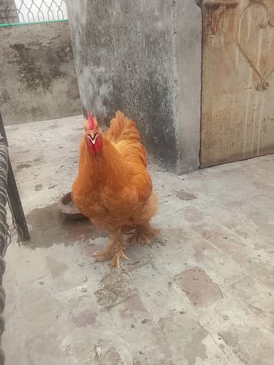 Golden buff fresh male