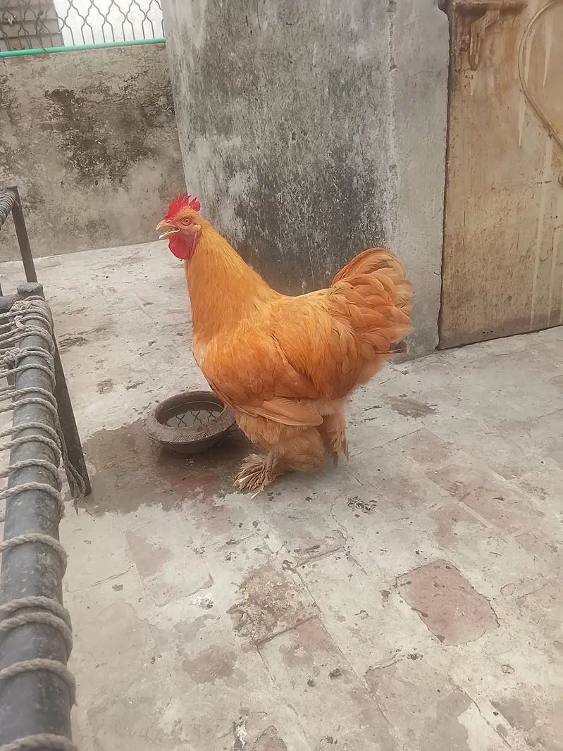 Golden buff fresh male — photo 3