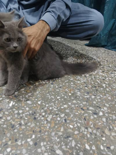 Persian cats