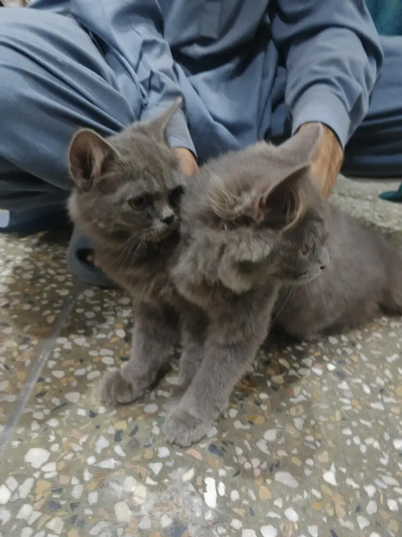 Persian cats — photo 2
