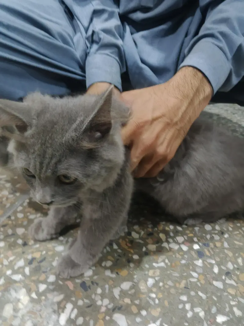 Persian cats — photo 3